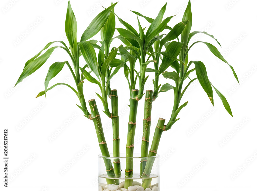 Obraz premium Lucky bamboo plant in glass vase on isolated on transparent background