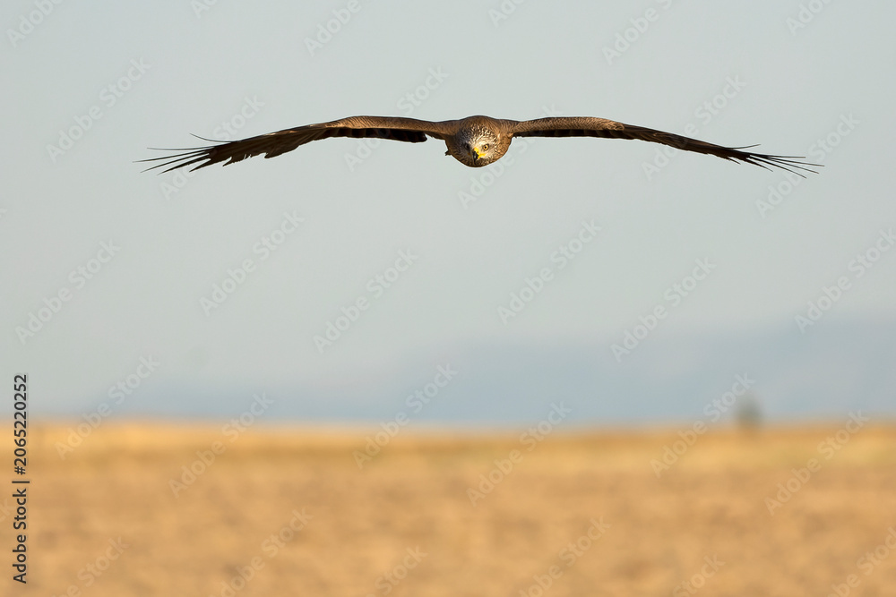 Naklejka premium Black Kite flying with the first light of a summer day in its territory