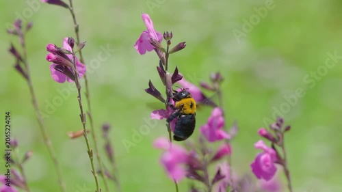 初夏の光を浴びてピンクの花で蜜を集めるクマバチ