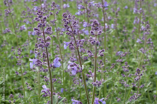 Fotografía Horizontal close-up of purple catnip flowers against a blurred green nature background