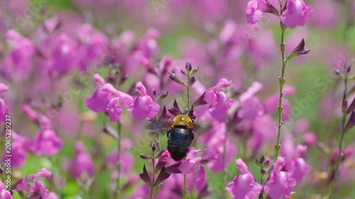 初夏の光を浴びてピンクの花で蜜を集めるクマバチ