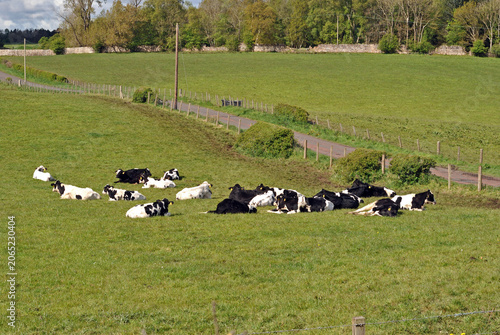 Cows Resting in Green Field on Farm