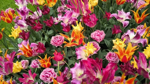 LISSE, NETHERLANDS, Flowers at Keukenhof Tulip Gardens