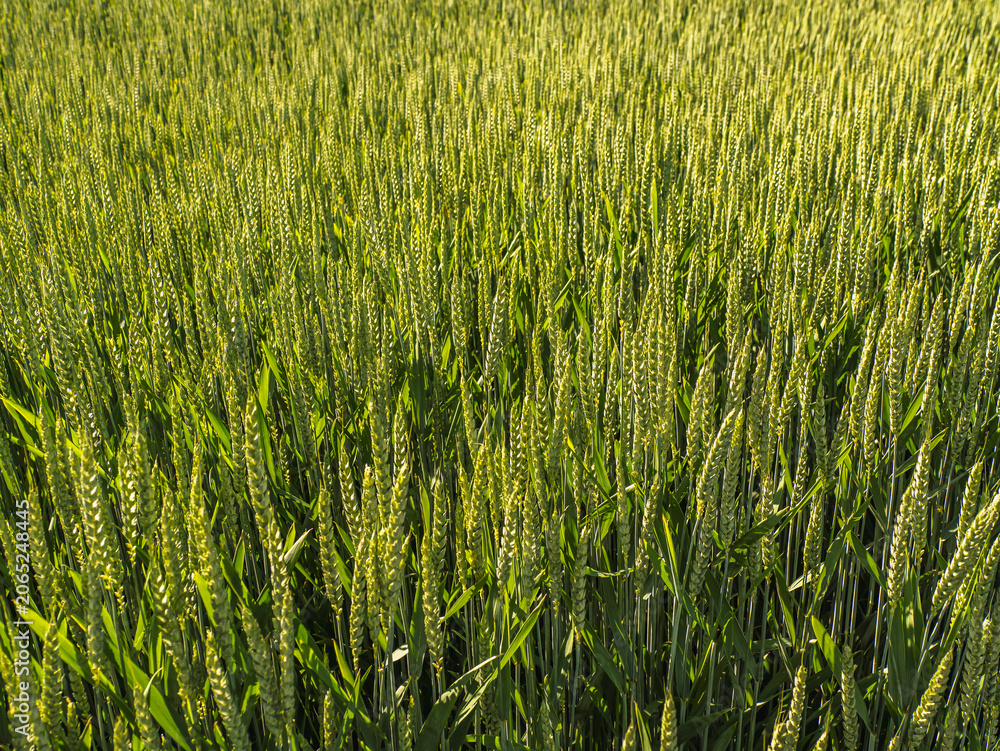 Obraz premium Green Wheat Field Close-Up in Golden Light