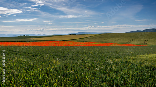 Mohnblütenstreifen in der Feldlandschaft von Germerode
