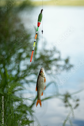 A photograph of a fish caught with a fishing rod.
