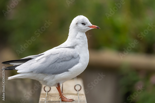 Black-headed gull Chroicocephalus ridibundus winter plumage perched, Norfolk, UK