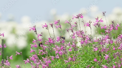 初夏の光を浴びてピンクの花で蜜を集めるクマバチ
