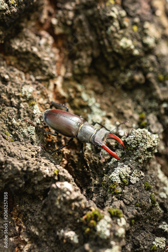 A photograph of a deer beetle on tree bark.