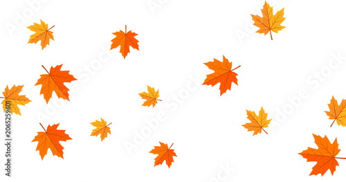 Falling isolated autumn colored maple leaves