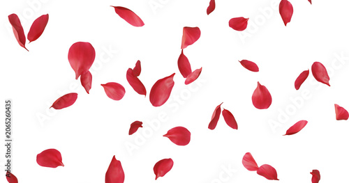 Photography Floating red rose petal isolated on white