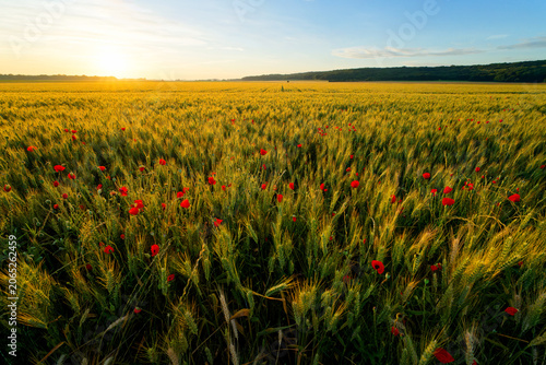 Photos Wheat field and poppies in the Essonne valley