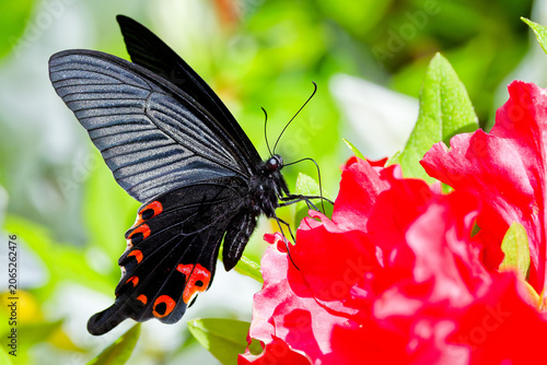 Fotografía ツツジの蜜を吸うクロアゲハ(Spangle)