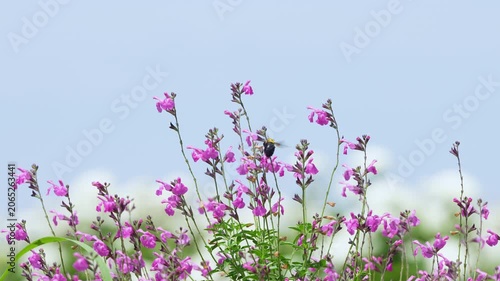 初夏の光を浴びてピンクの花で蜜を集めるクマバチ