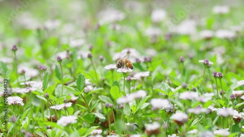 春の柔らかな光と白い花の花畑で働くミツバチ