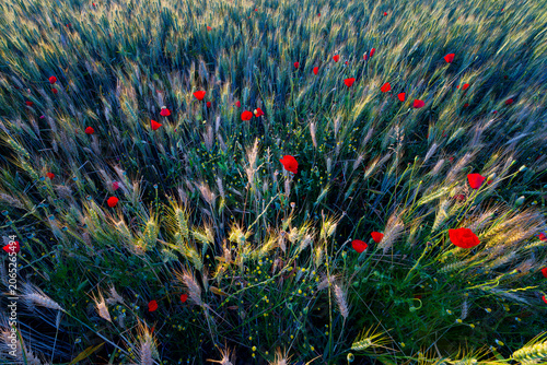 Wheat field and poppies in the Essonne valley. Île-de-France region