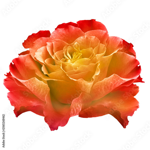 Rose.  Flower on    isolated background with clipping path. Close-up. no shadows. Nature.