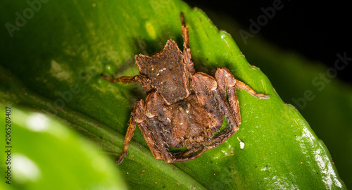 Fotografi Close up of Sidymella angularis, also known as the common square-ended crab spid