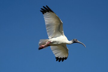 White ibis bird with black wingtips flies in bright blue sky. This common Australian avian has long curved beak and pink legs. Wings fully spread, bird in mid-flight.
