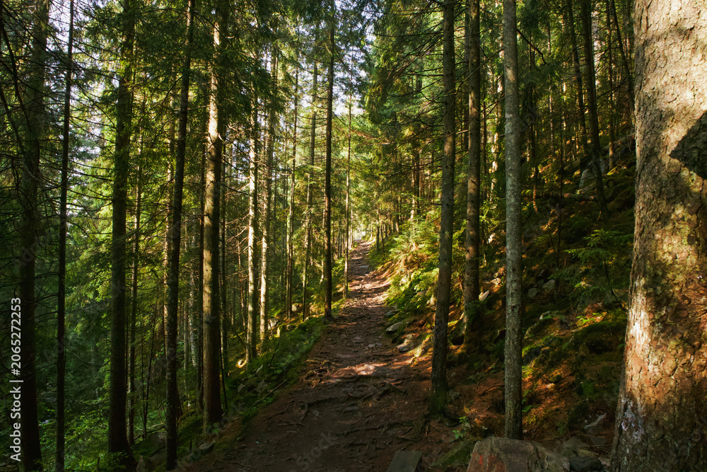 Fototapeta premium Old trees in a mountain forest