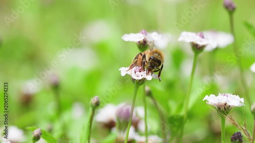 春の柔らかな光と白い花の花畑で働くミツバチ