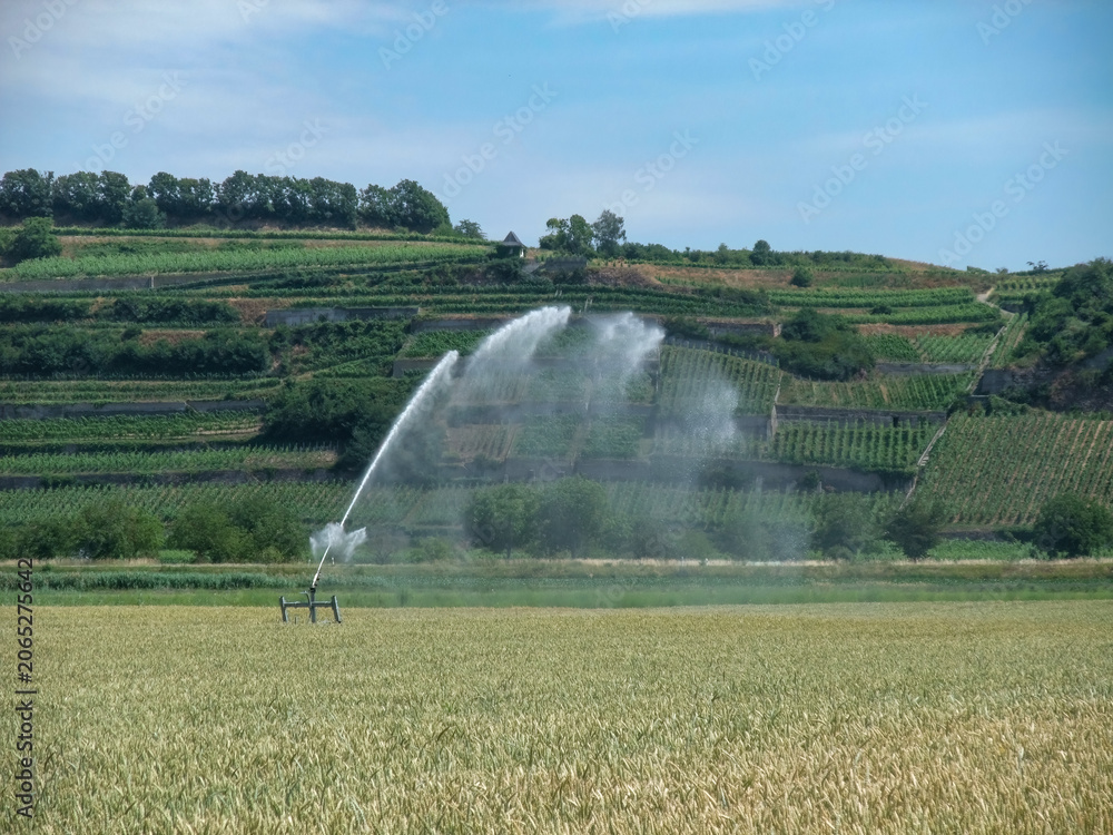 Fototapeta premium Irrigation in a Wheat Field