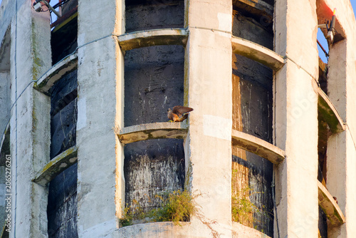 Peregrine falcon on concrete  chimney of a central heating plant in Paris suburb. Ivry-sur-Seine city