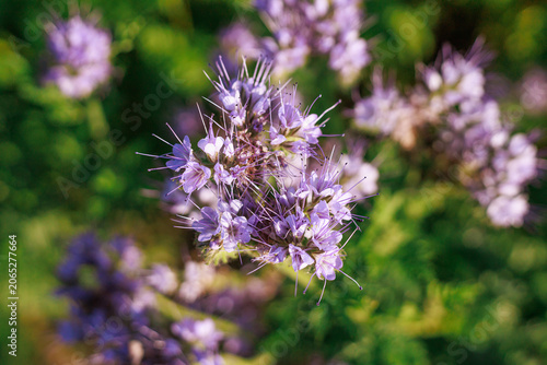 Close-up of blooming Phacelia tanacetifolia flower cluster with soft background. Concept of botanical detail, natural texture and floral design.