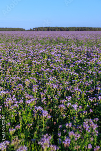 Field of blooming Phacelia tanacetifolia under summer sky. Concept of beekeeping, cover crop and sustainable farming.