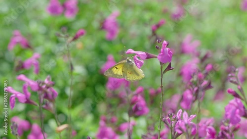 初夏の光を浴びてピンクの花で蜜を集める黄色い蝶