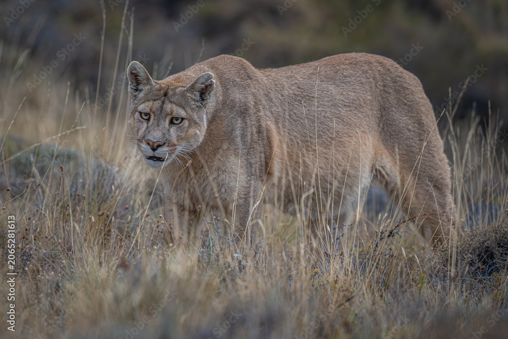 Fototapeta premium Puma in the wild Patagonia