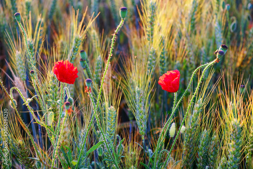 Wheat field and poppies in the Essonne valley. Île-de-France region