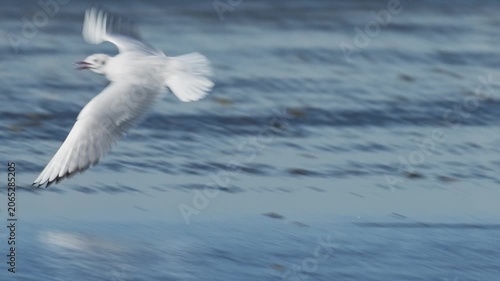 飛び立つユリカモメ (鳴き声あり)