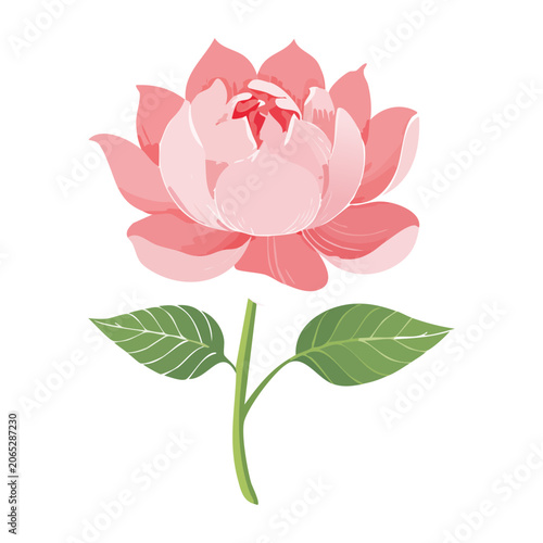Pink flower with green leaves isolated