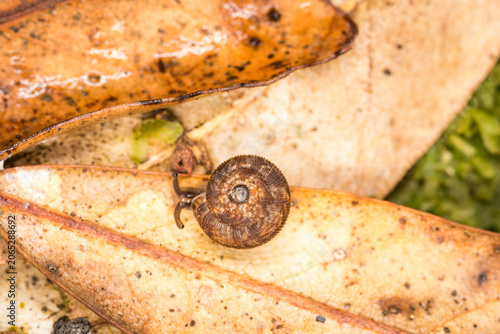 Foto Suteria ide, a species of air-breathing land snail, a terrestrial gastropod mollusc in the family Charopidae