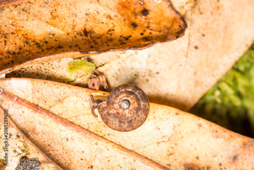 Konstfotografi Suteria ide, a species of air-breathing land snail, a terrestrial gastropod mollusc in the family Charopidae
