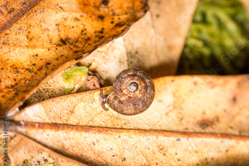 Fotografie Suteria ide, a species of air-breathing land snail, a terrestrial gastropod mollusc in the family Charopidae