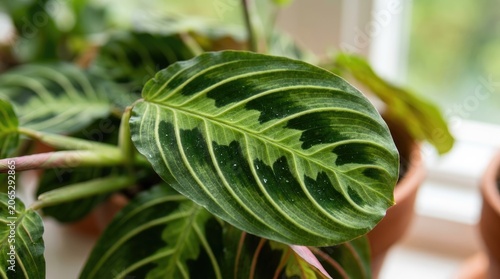 A close-up of a prayer plant leaf with a blurred background of other plants and a window.