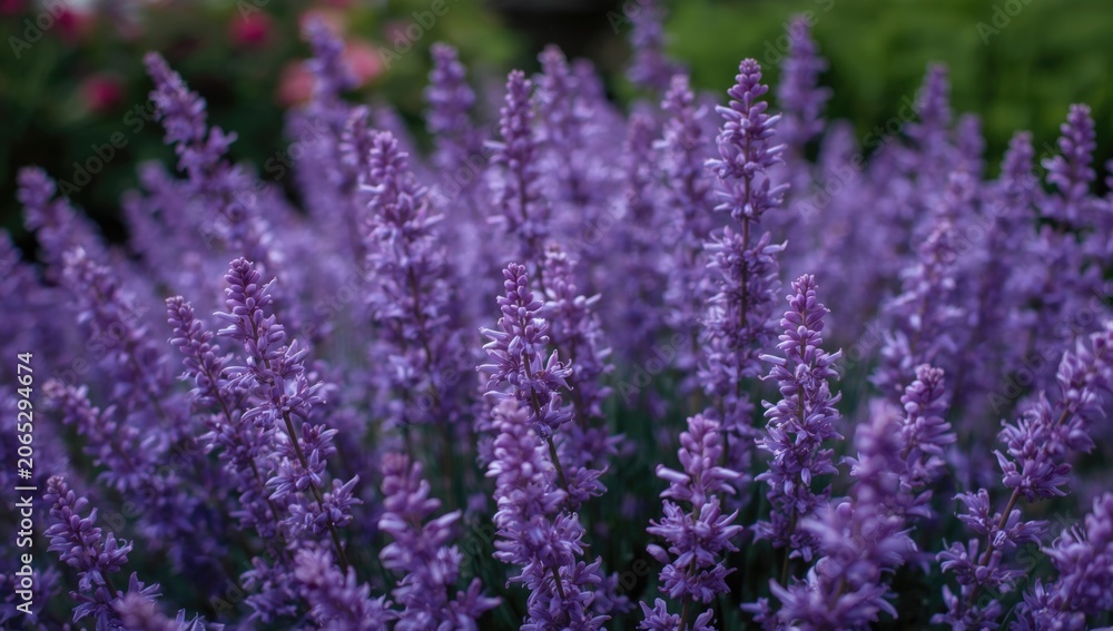 Obraz premium Lavender flowers in full bloom in a garden