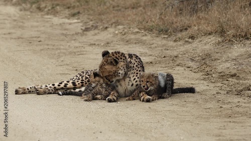  A cheetah mother grooming her cubs