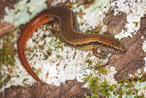 Konstfotografi Close up of a common skink, Oligosoma polychroma, also known as the northern gra