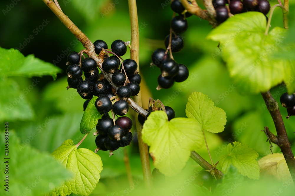 Obraz premium The blackcurrant (Ribes nigrum) is a woody shrub in the family Grossulariaceae. Hanover, Germany.