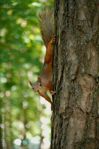 squirrel on a tree