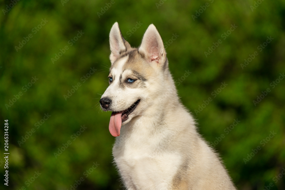 Fototapeta premium Beautiful portrait of a young Siberian Husky puppy with tongue out. Sled dog breeds such as Alaskan Malamute, Samoyed, and Laika look very similar and striking.
