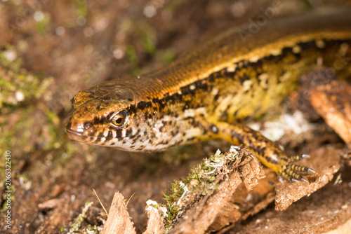 Photos Close up of a common skink, Oligosoma polychroma, also known as the northern gra
