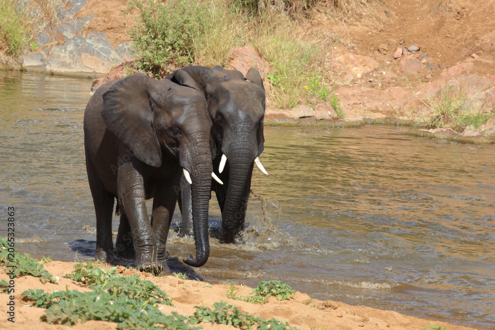 Obraz premium Afrikanischer Elefant / African elephant / Loxodonta africana