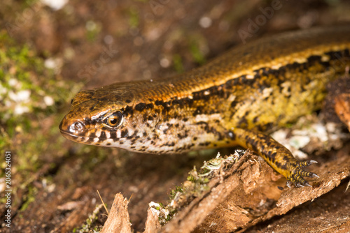 Tableau sur toile Close up of a common skink, Oligosoma polychroma, also known as the northern gra
