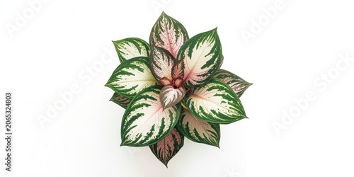Overhead view of artistic caladium plant showing white and pink foliage on plain white background