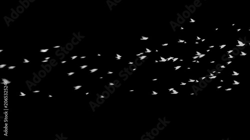 Flock of White Birds Flying Across Screen Particle Animation on Black Background. 4K
