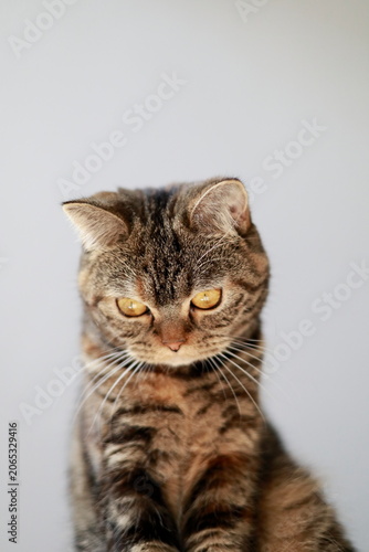 メガゴールドに輝くブリティッシュショートヘアーの猫